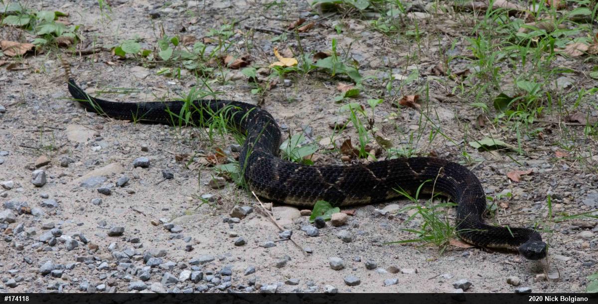Timber Rattlesnake