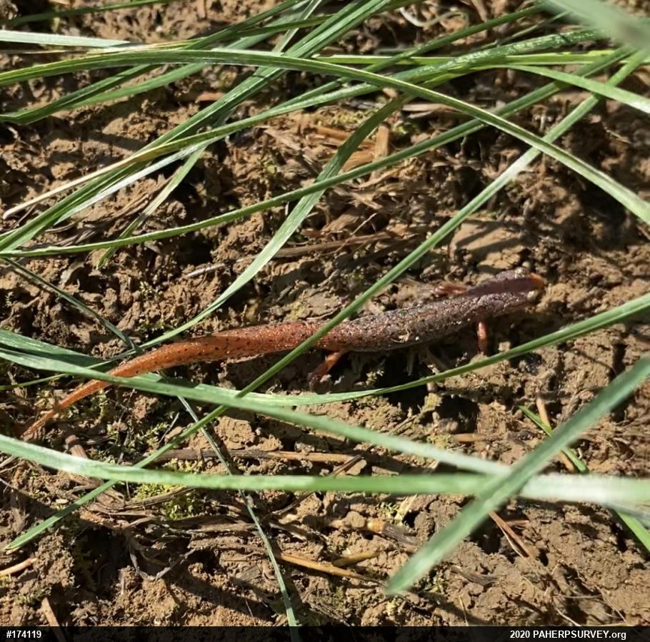 Four-toed Salamander