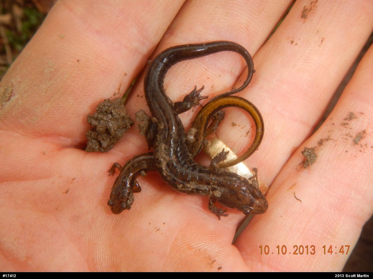 Northern Two-lined Salamander