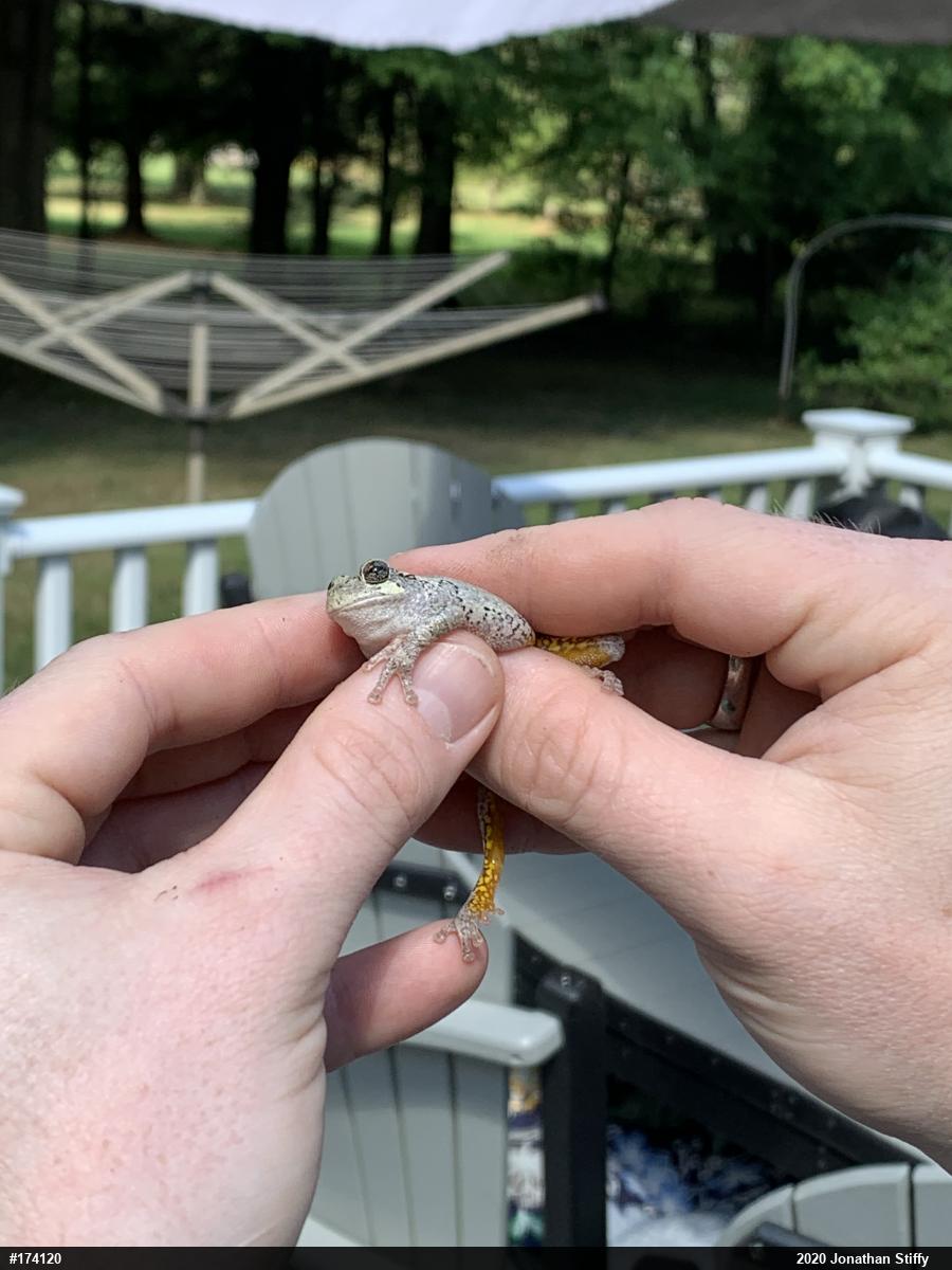 Unknown Gray Treefrog