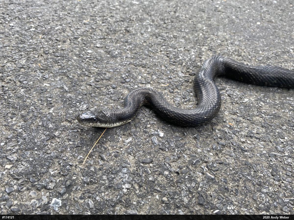 Eastern Ratsnake