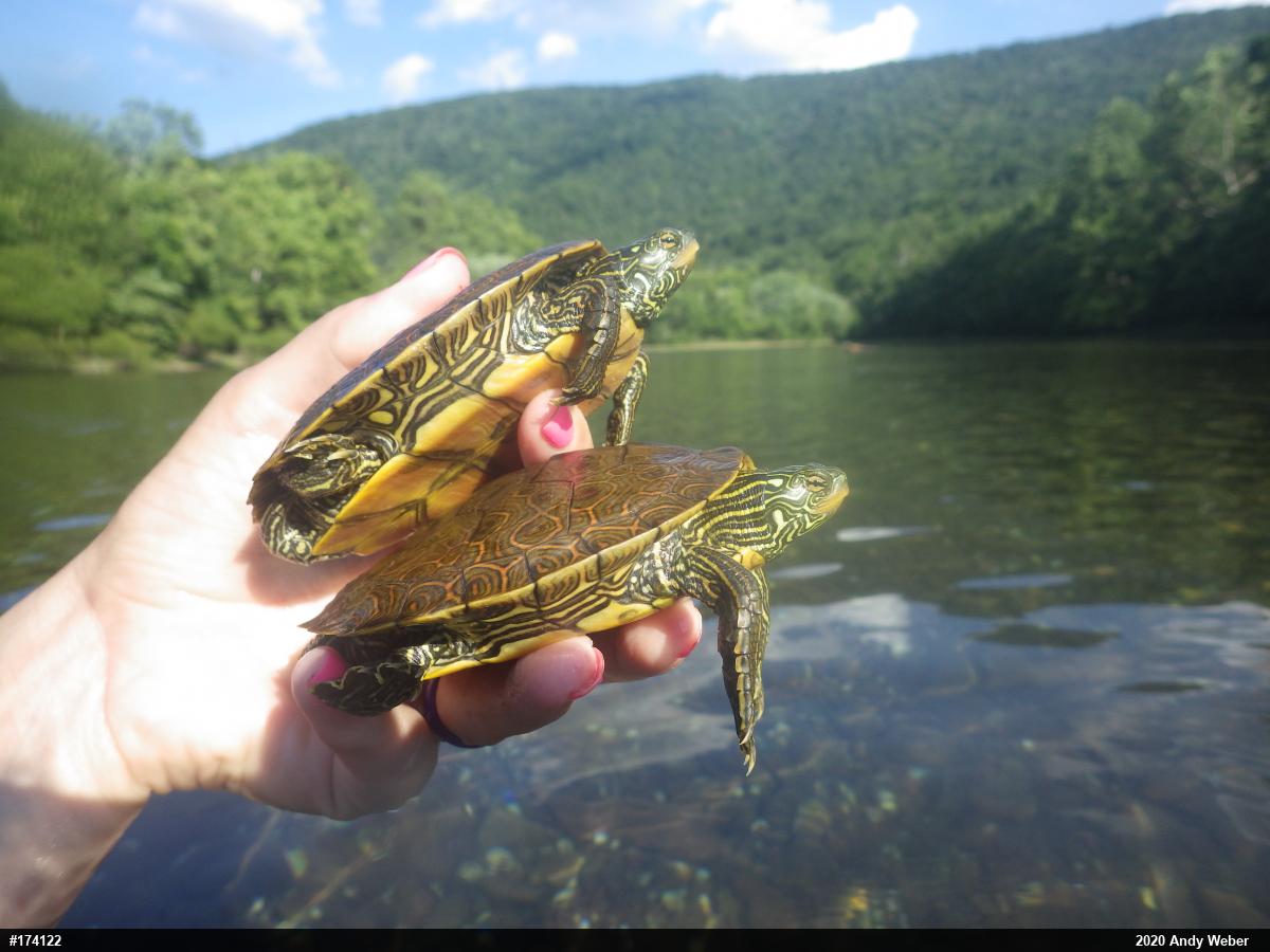 Northern Map Turtle