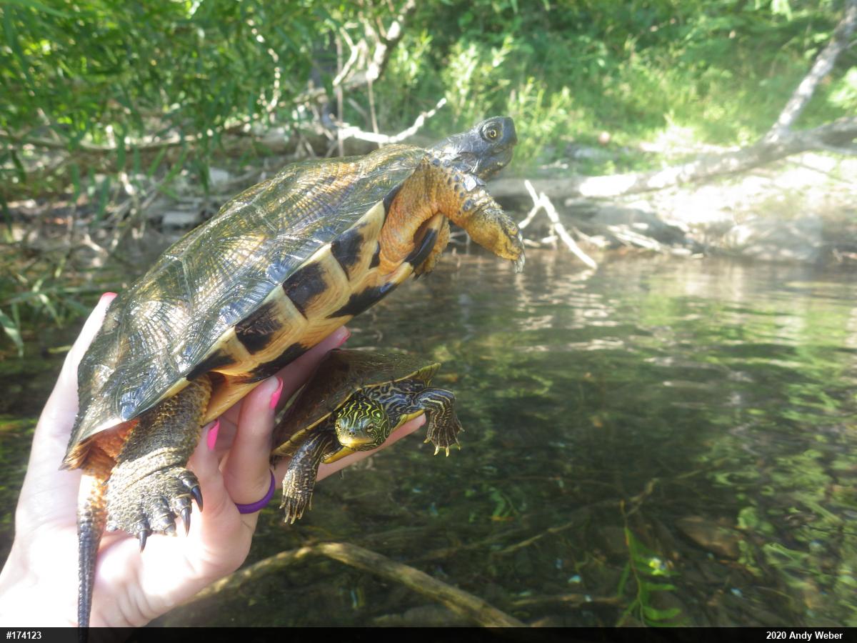 Wood Turtle