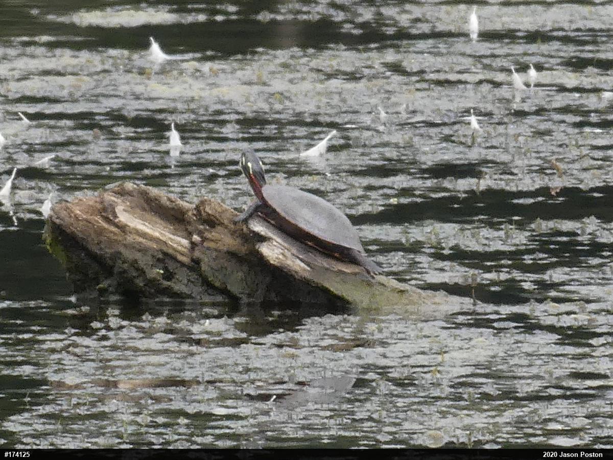 Painted Turtle