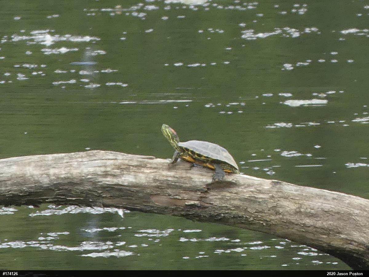 Red-eared Slider