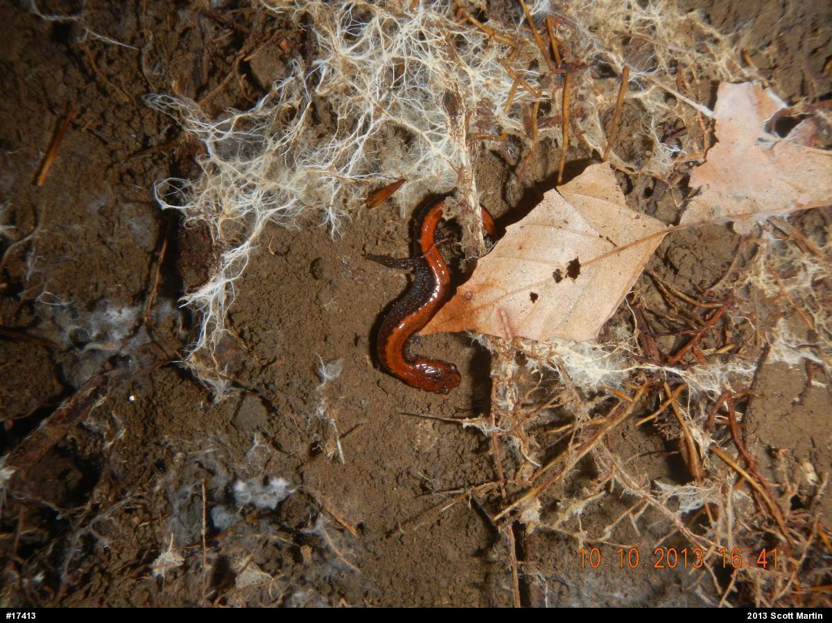 Eastern Red-backed  Salamander