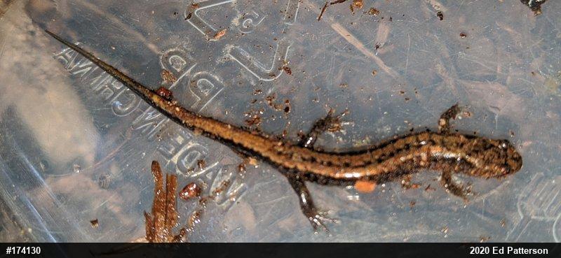 Allegheny Mountain Dusky Salamander
