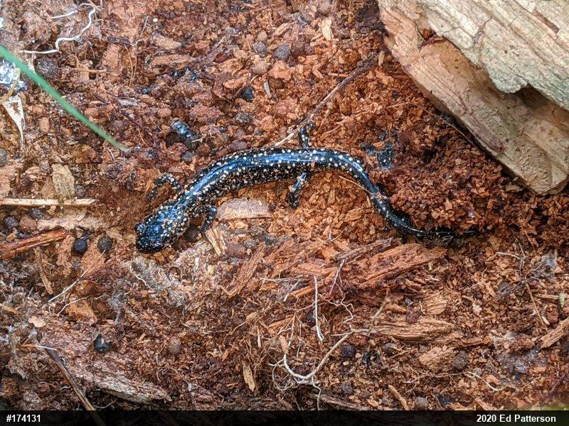 Northern Slimy Salamander