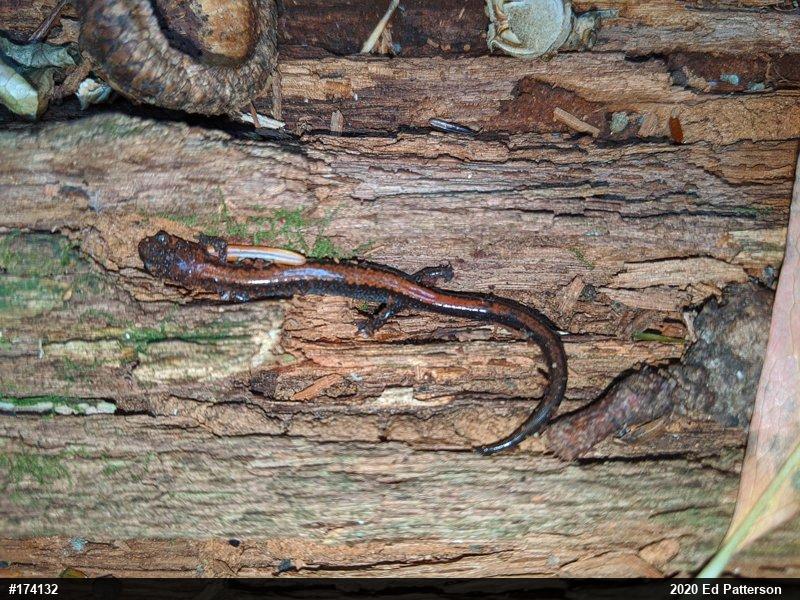Eastern Red-backed  Salamander