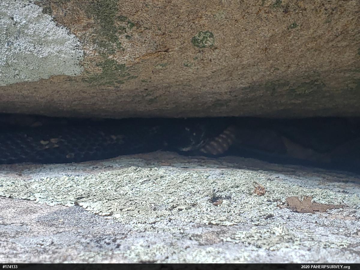 Timber Rattlesnake