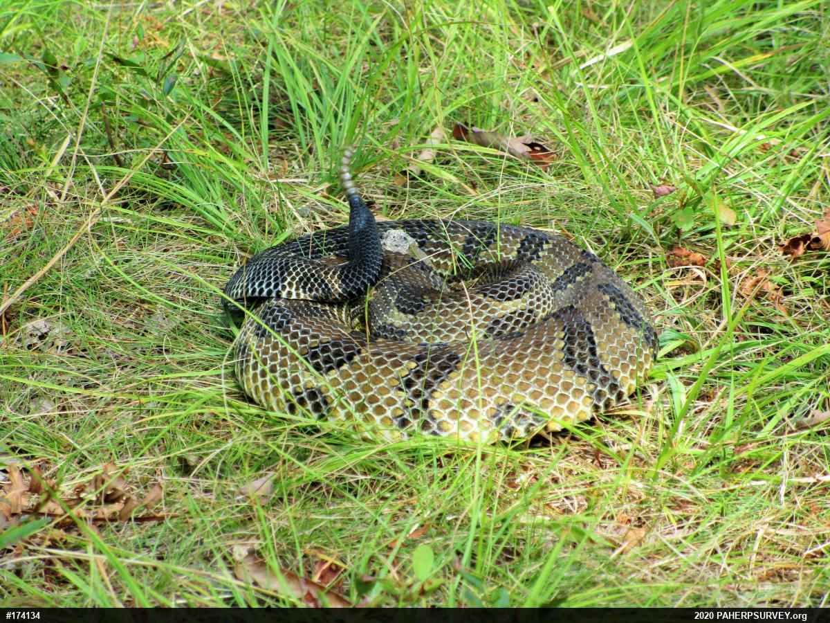 Timber Rattlesnake
