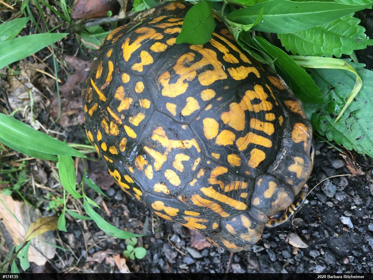 Eastern Box Turtle