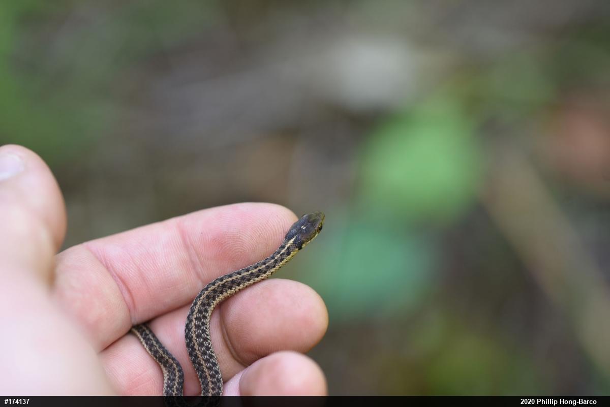 Eastern Gartersnake