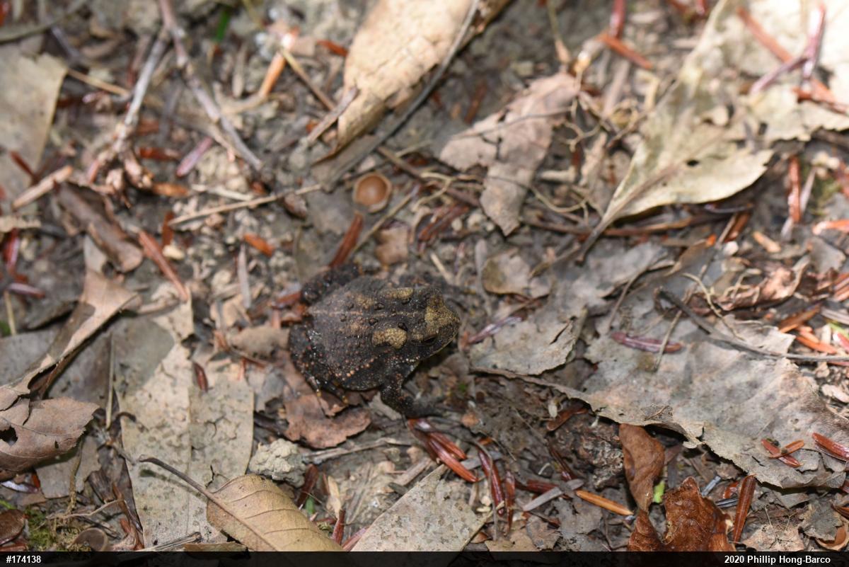 Eastern American Toad