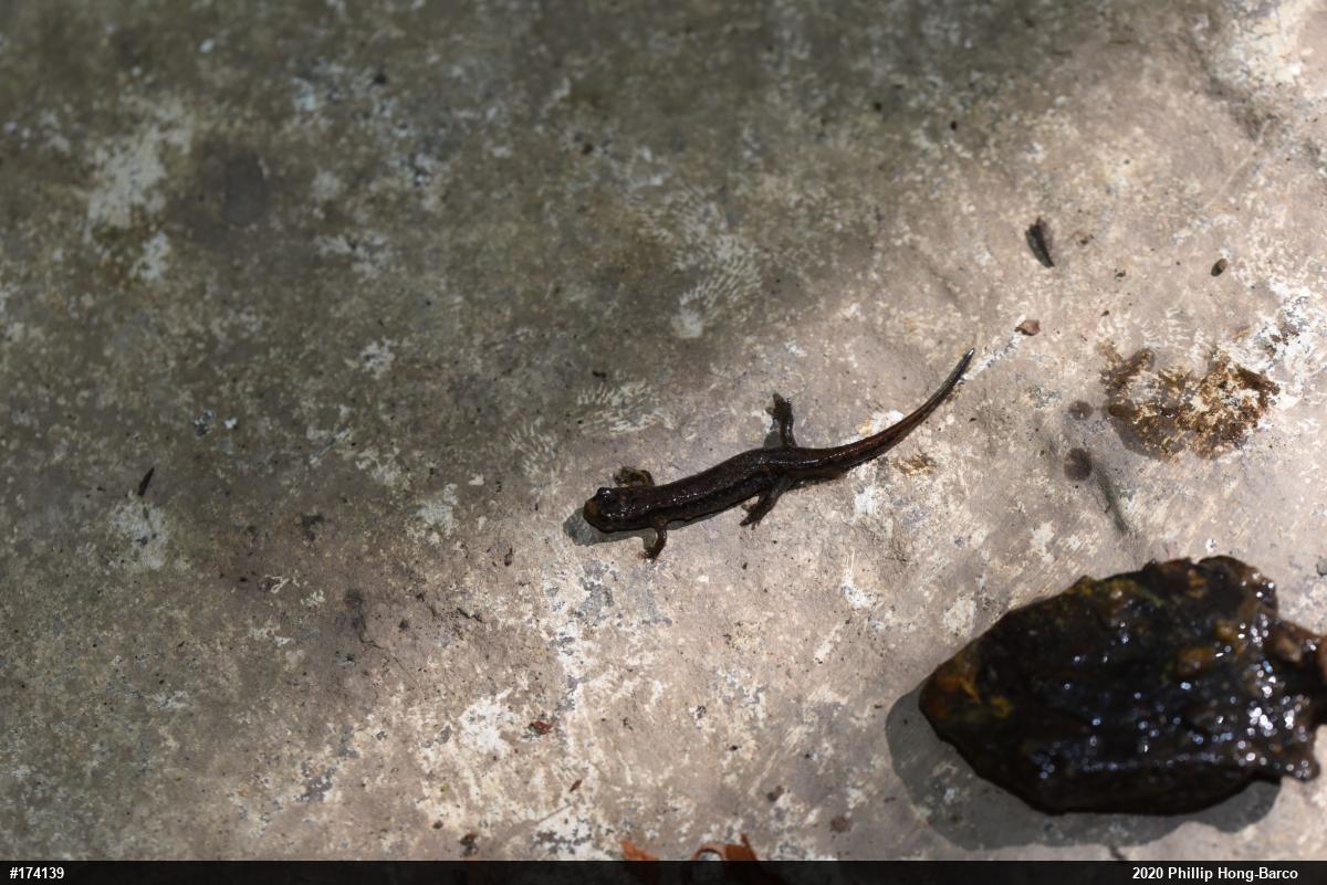 Northern Dusky Salamander