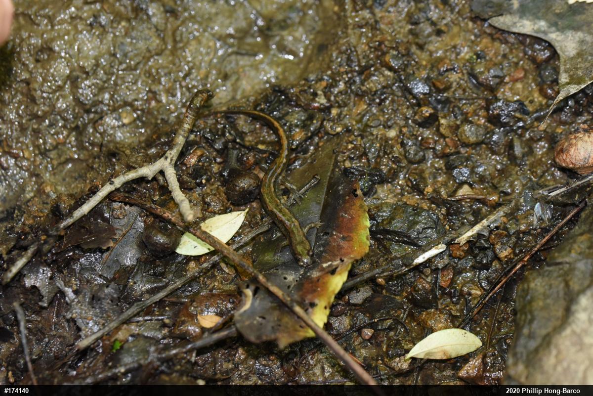 Northern Dusky Salamander