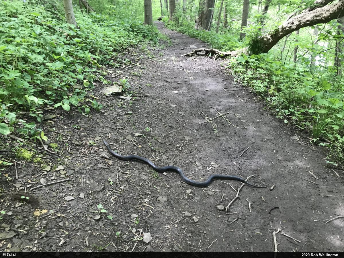 Eastern Ratsnake