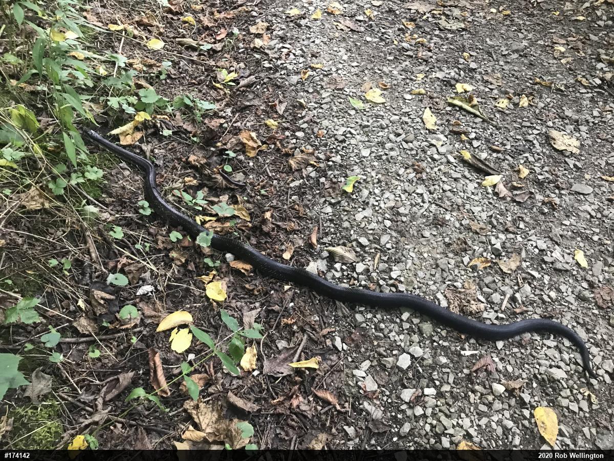 Eastern Ratsnake