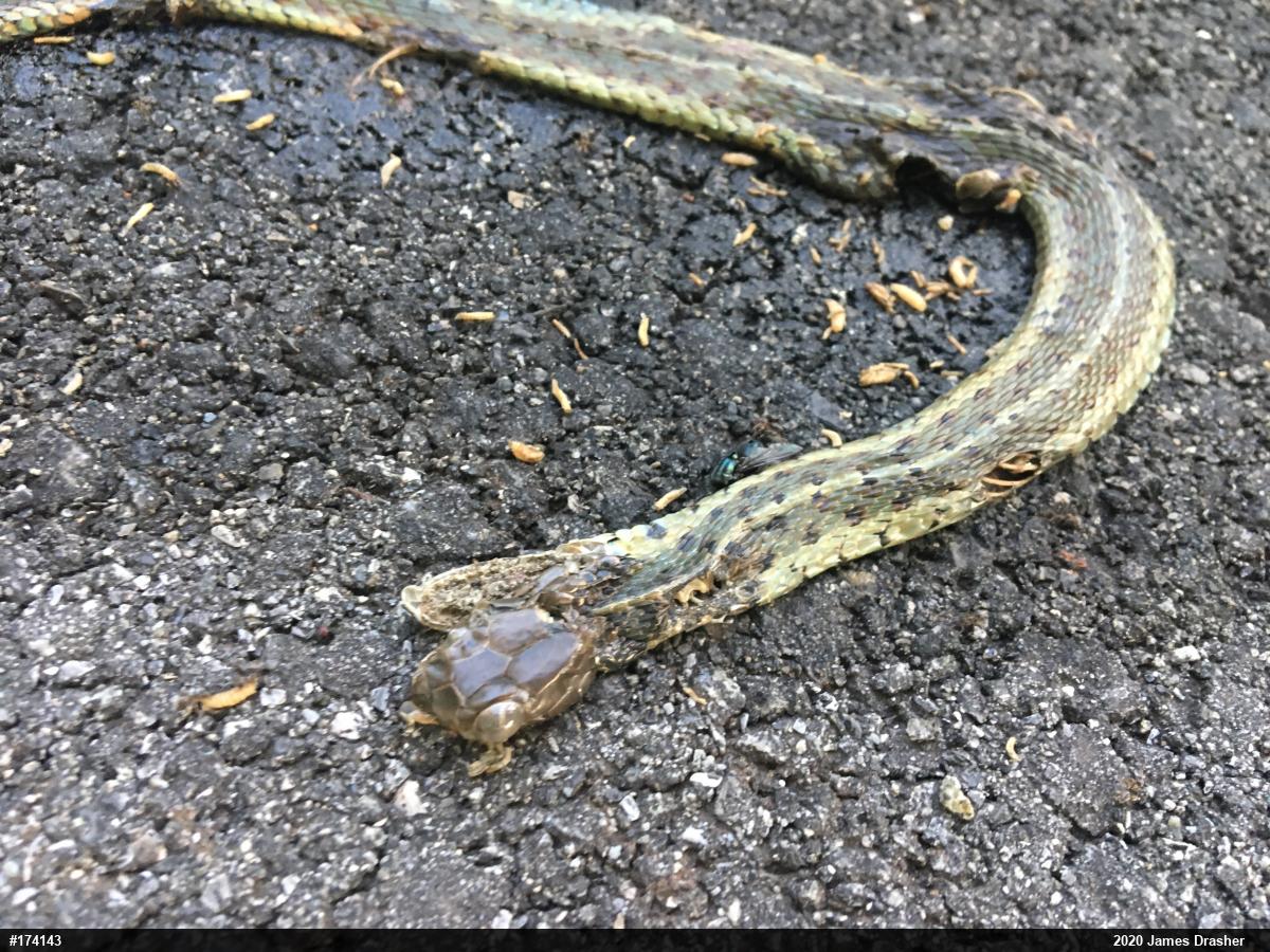 Eastern Gartersnake
