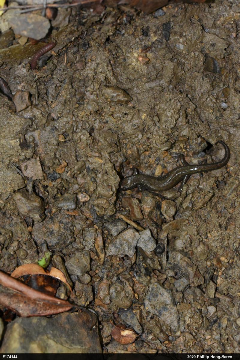Northern Dusky Salamander