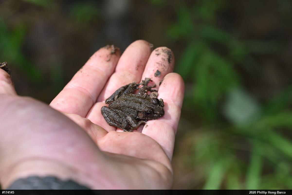 Green Frog