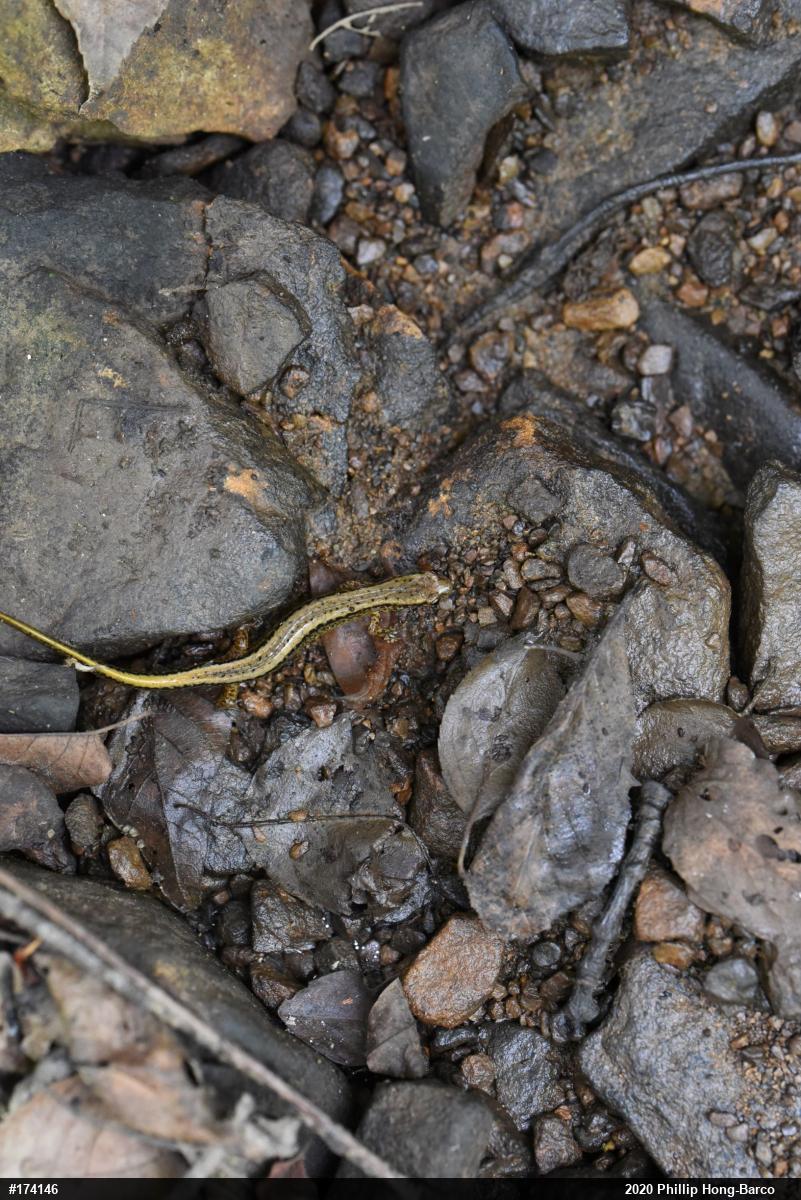 Northern Two-lined Salamander