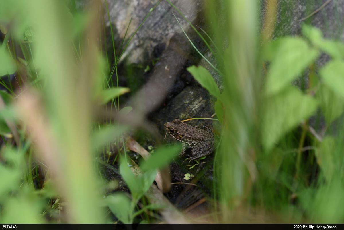 Green Frog