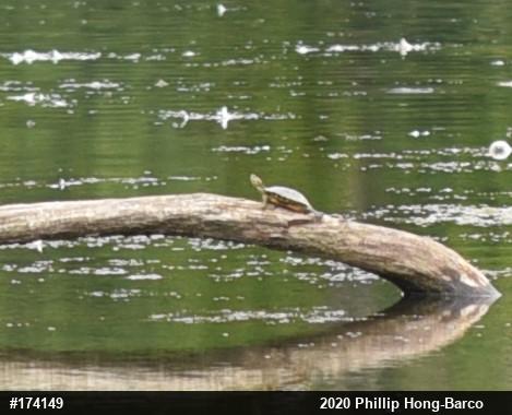 Red-eared Slider