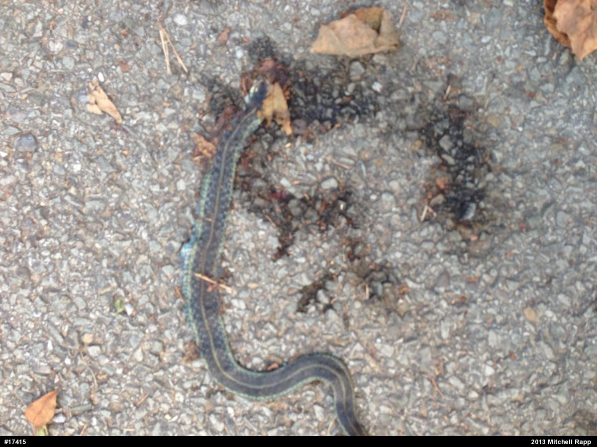 Eastern Gartersnake
