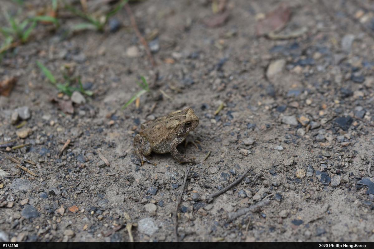 Eastern American Toad