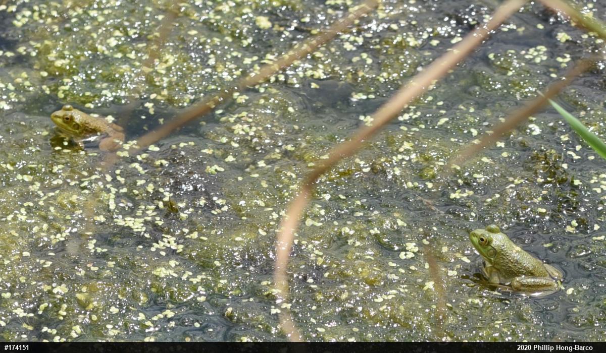 American Bullfrog