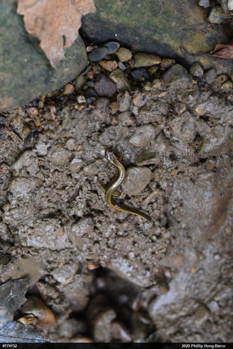Northern Two-lined Salamander