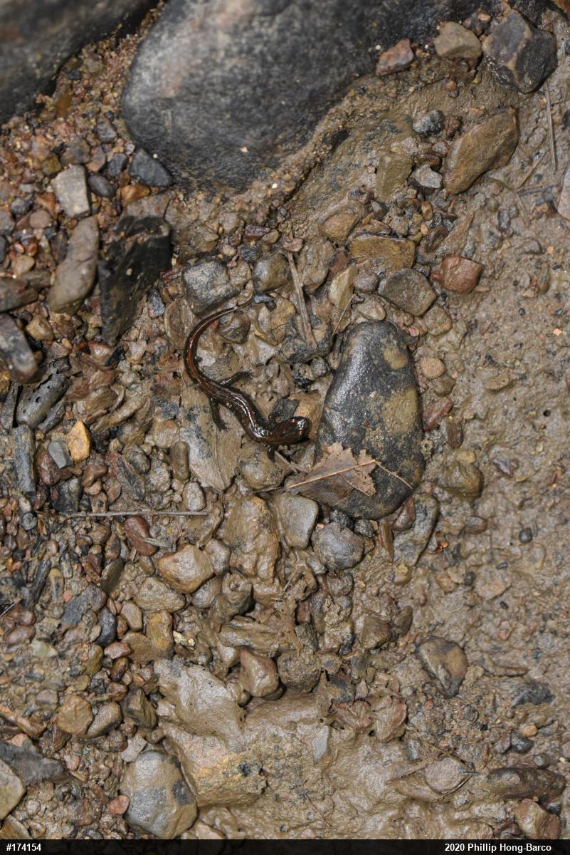 Northern Dusky Salamander
