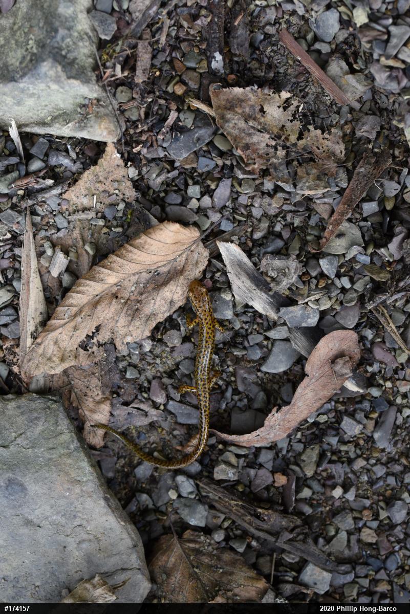 Eastern Long-tailed Salamander