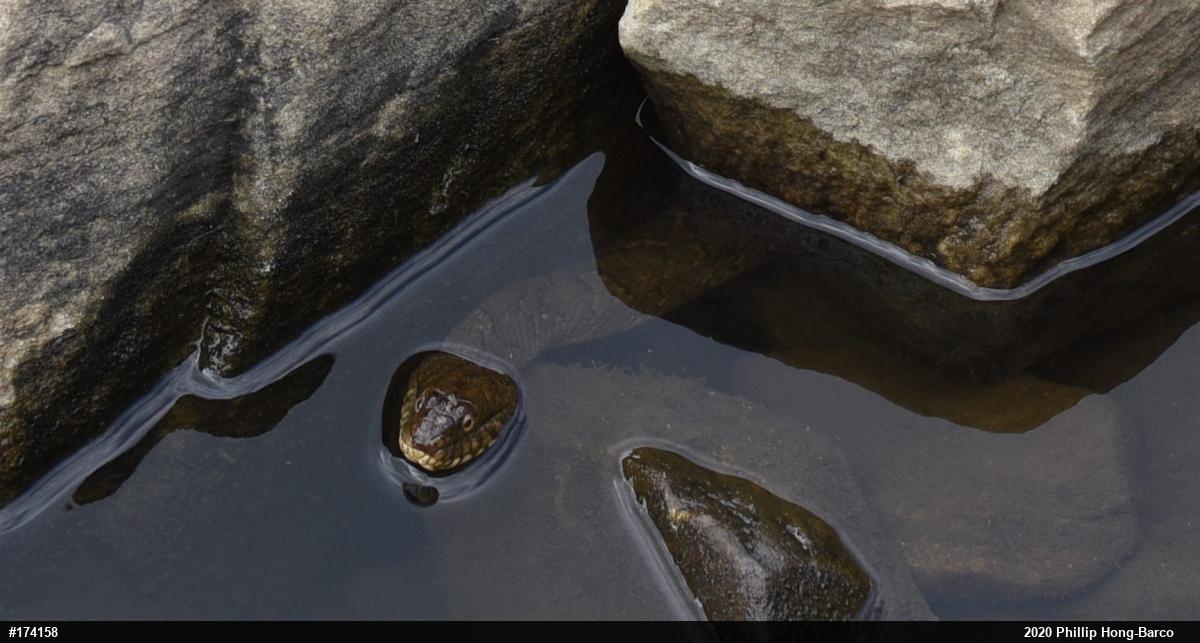 Northern Watersnake