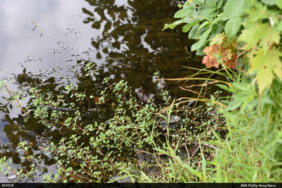 American Bullfrog