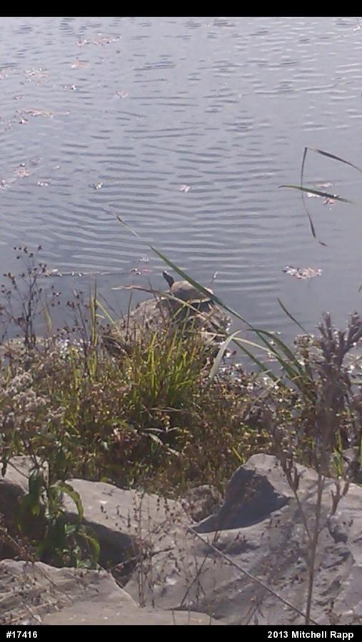 Midland Painted Turtle