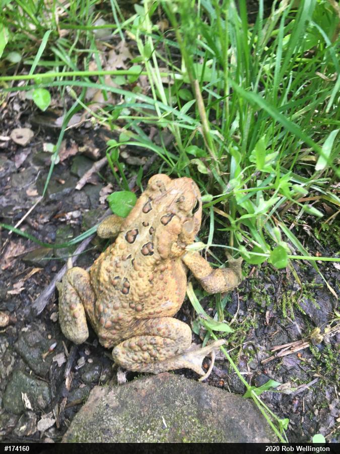 Eastern American Toad