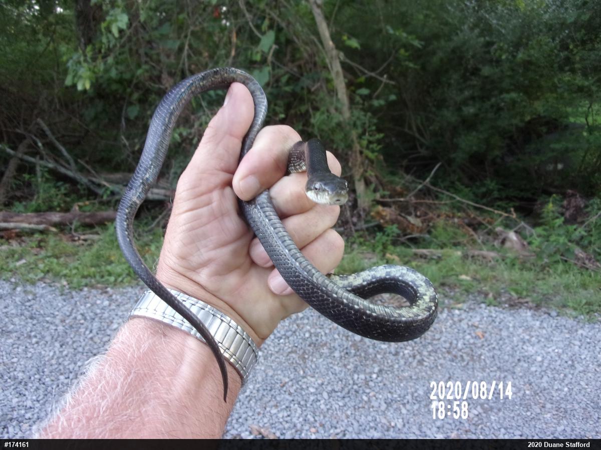 Eastern Ratsnake