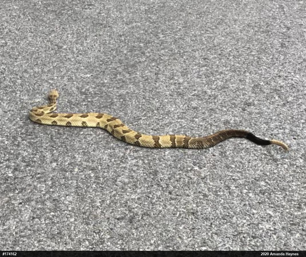 Timber Rattlesnake