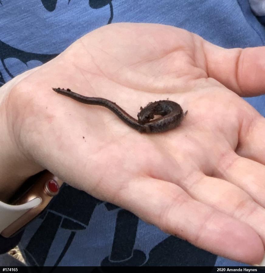 Eastern Red-backed  Salamander