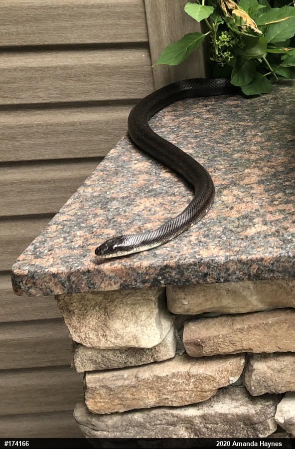 Eastern Ratsnake