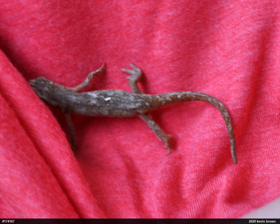 Red-spotted Newt