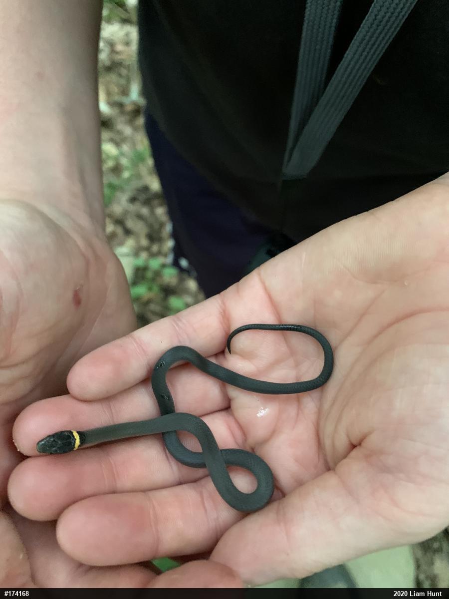 Northern Ring-necked Snake