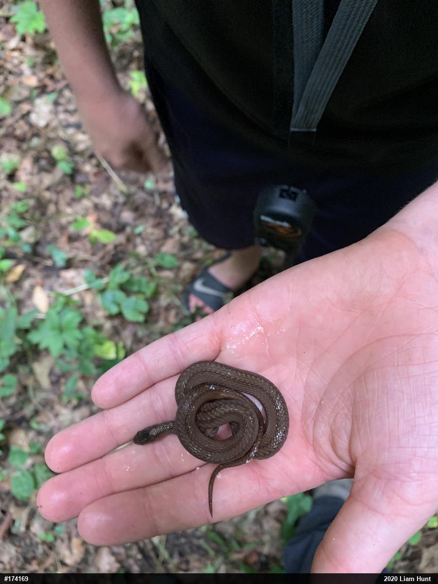 Red-bellied Snake