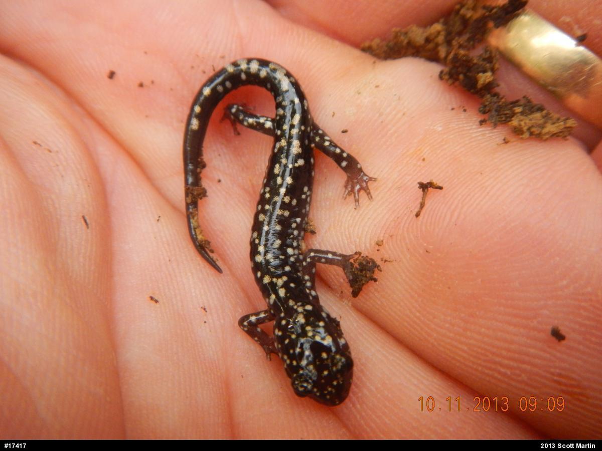 Northern Slimy Salamander