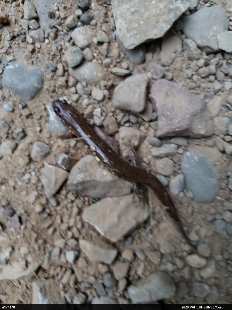 Northern Dusky Salamander