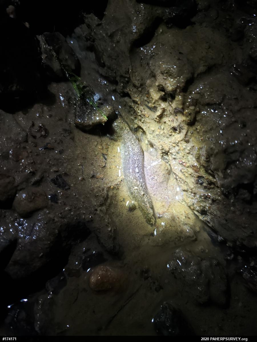 Northern Dusky Salamander