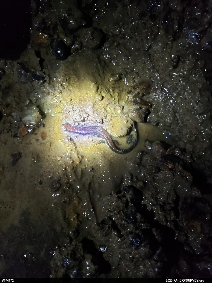 Allegheny Mountain Dusky Salamander