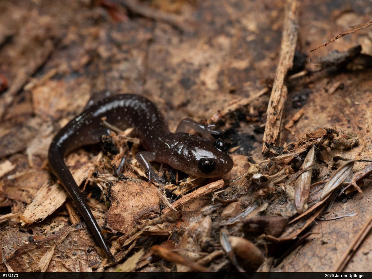 Wehrle's Salamander